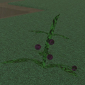 Thumbnail for version as of 21:52, 11 September 2026